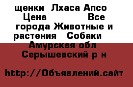 щенки  Лхаса Апсо › Цена ­ 20 000 - Все города Животные и растения » Собаки   . Амурская обл.,Серышевский р-н